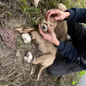 Their Mouths Were Taped Shut by the Roadside Then a Stranger Saw Them Moving
