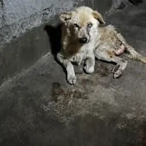 They Found a Blind Stray Dog Collapsed in a Corner