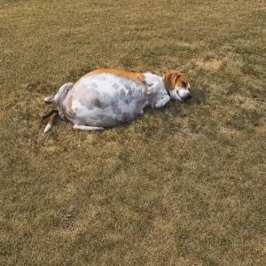They Found a Dog Alone in the Field With a Belly So Swollen She Could Barely Lift Her Head