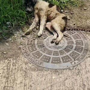 They Found a Dog Collapsed Beside a Manhole