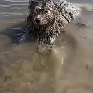 They Found a Dog Trapped in Mud With Its Legs Tied