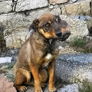 They Found a Dog With a Broken Face Sitting Alone by a Stone Wall
