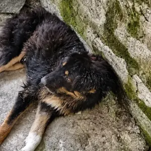 They Found a Dying Dog Beside a Wall