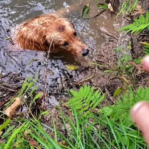 They Found a Golden Retriever Trapped in a Muddy Canal