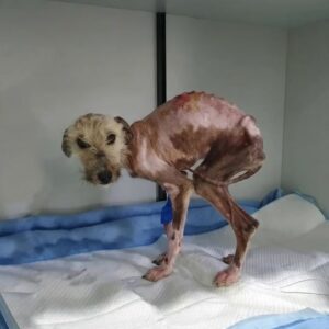 They Found a Hairless, Wounded Dog Standing Alone Then His Rescue Changed Everything