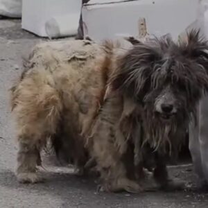 They Found a Matted Little Dog Beside the Trash