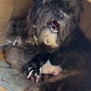 They Found a Matted Mother Dog Hiding Under Cardboard