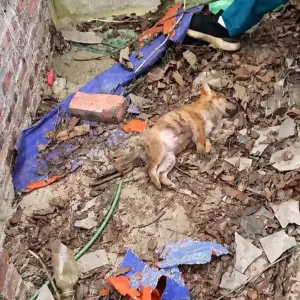 They Found a Motionless Puppy in the Rubble