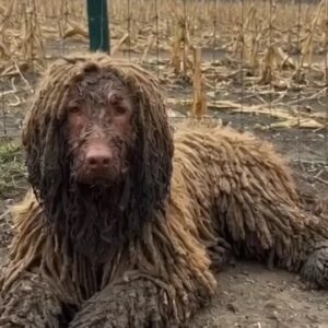 They Found a Mud-Covered Dog Lying by a Fence