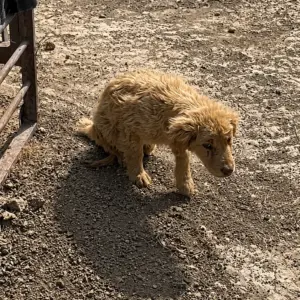 They Found a Paralyzed Puppy Crawling Through the Dirt