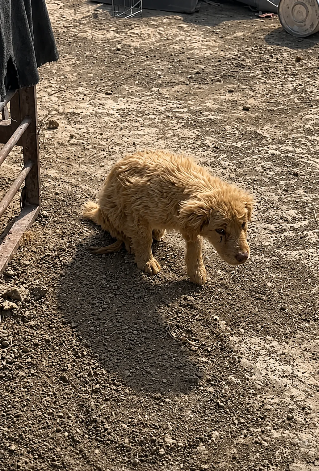 They Found a Paralyzed Puppy Crawling Through the Dirt
