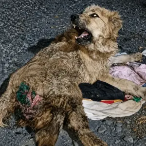 They Found a Pregnant Dog Abandoned on the Road
