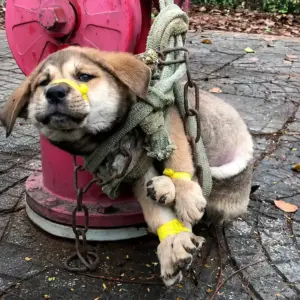 They Found a Puppy Tied to a Fire Hydrant