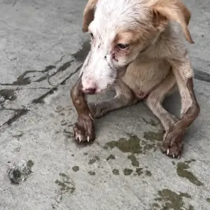 They Found a Puppy With Bent Legs