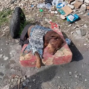 They Found a Sick Dog Lying on an Old Mattress in the Trash