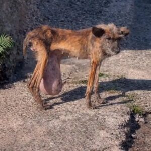 They Found a Starving Dog Carrying a Terrible Burden