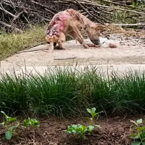 They Found a Starving Dog Covered in Wounds