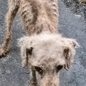 They Found a Starving Dog on the Road