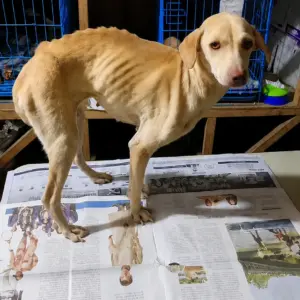 They Found a Starving Dog Too Weak to Stand