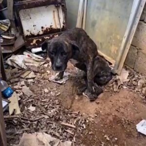 They Found a Terrified Dog Hiding in a Trash-Filled Corner
