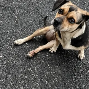 They Found a Terrified Dog Sitting Alone on the Road