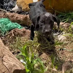 They Found a Tiny Black Puppy in the Trash