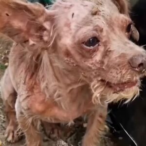 They Found a Tiny Dog Covered in Wounds