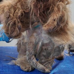 They Found a Tiny Dog Hidden Under Pounds of Matted Fur