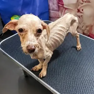 They Found a Tiny Dog So Weak She Could Barely Stand