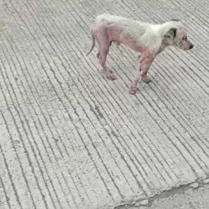 They Found a Tiny Dog Wandering Alone