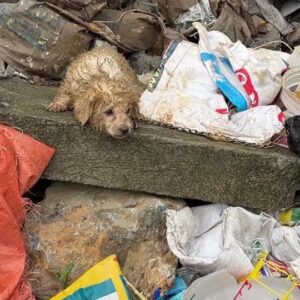 They Found a Tiny Puppy Curled Beside the Trash