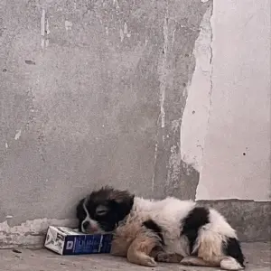 They Found a Tiny Puppy Hiding by a Wall