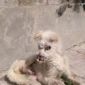 They Found a Tiny White Dog Collapsed Against a Wall