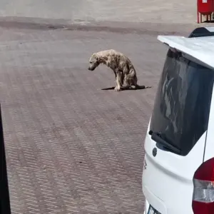 They Found a Weak Stray Dog Lying on the Street