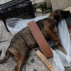 They Found Her Collapsed Under a Piece of Wood