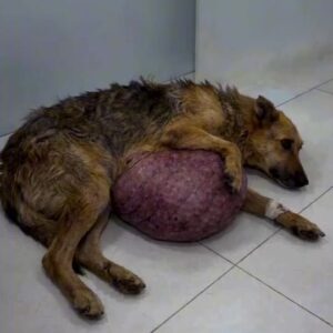 They Found Her Curled in a Corner But the Giant Swelling on Her Belly Was Only the Beginning