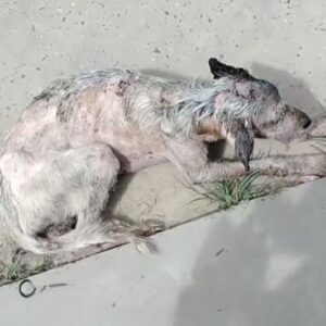 They Found Her Forgotten on the Pavement Then Little Ibby Began Her Fight to Live