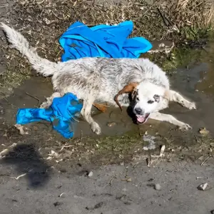 They Found Her Half-Submerged in a Muddy Ditch