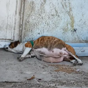 They Found Her Lying Helpless With a Swollen Belly