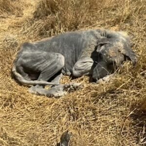 They Found Him Collapsed in a Dry Field