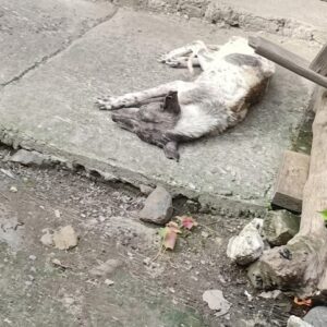 They Found Him Collapsed on the Concrete