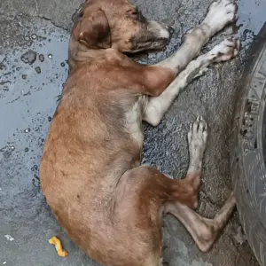 They Found Him Collapsed on the Concrete