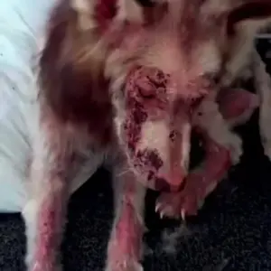 They Found Him Covered in Wounds and Barely Able to Walk