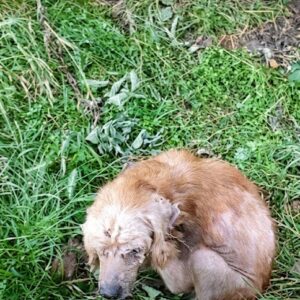 They Found Him Curled in the Grass