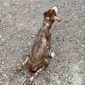 They Found Him Dragging Himself Across the Gravel