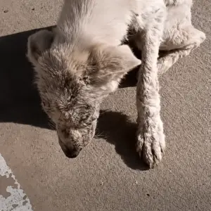They Found Him Frozen on the Pavement