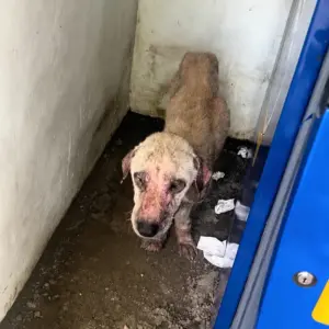 They Found Him Hiding Beside a Wall