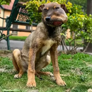 They Found Him Shaking in the Grass