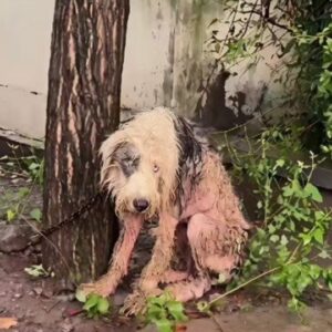 They Found Him Shaking in the Rain Like Trash
