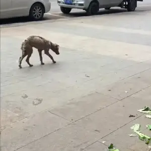 They Found Him Sleeping in Trash